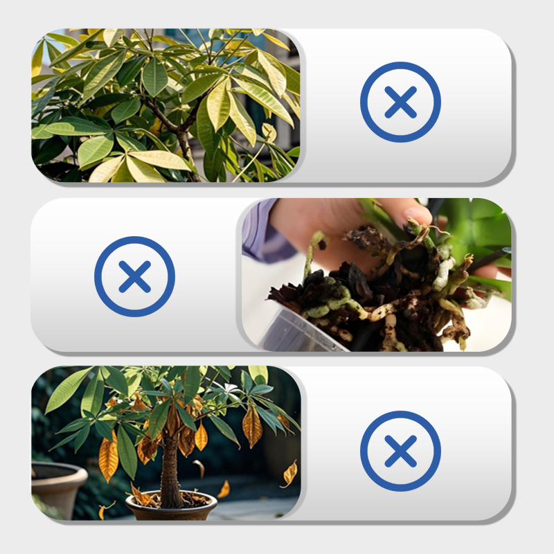 Multi-Plant Liquid Reviver