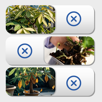 Multi-Plant Liquid Reviver