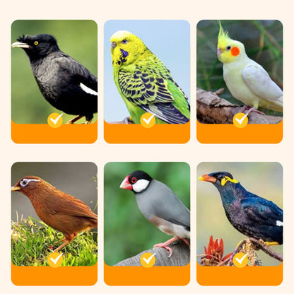 🦜Stainless Steel  Hanging Feeder for Birds